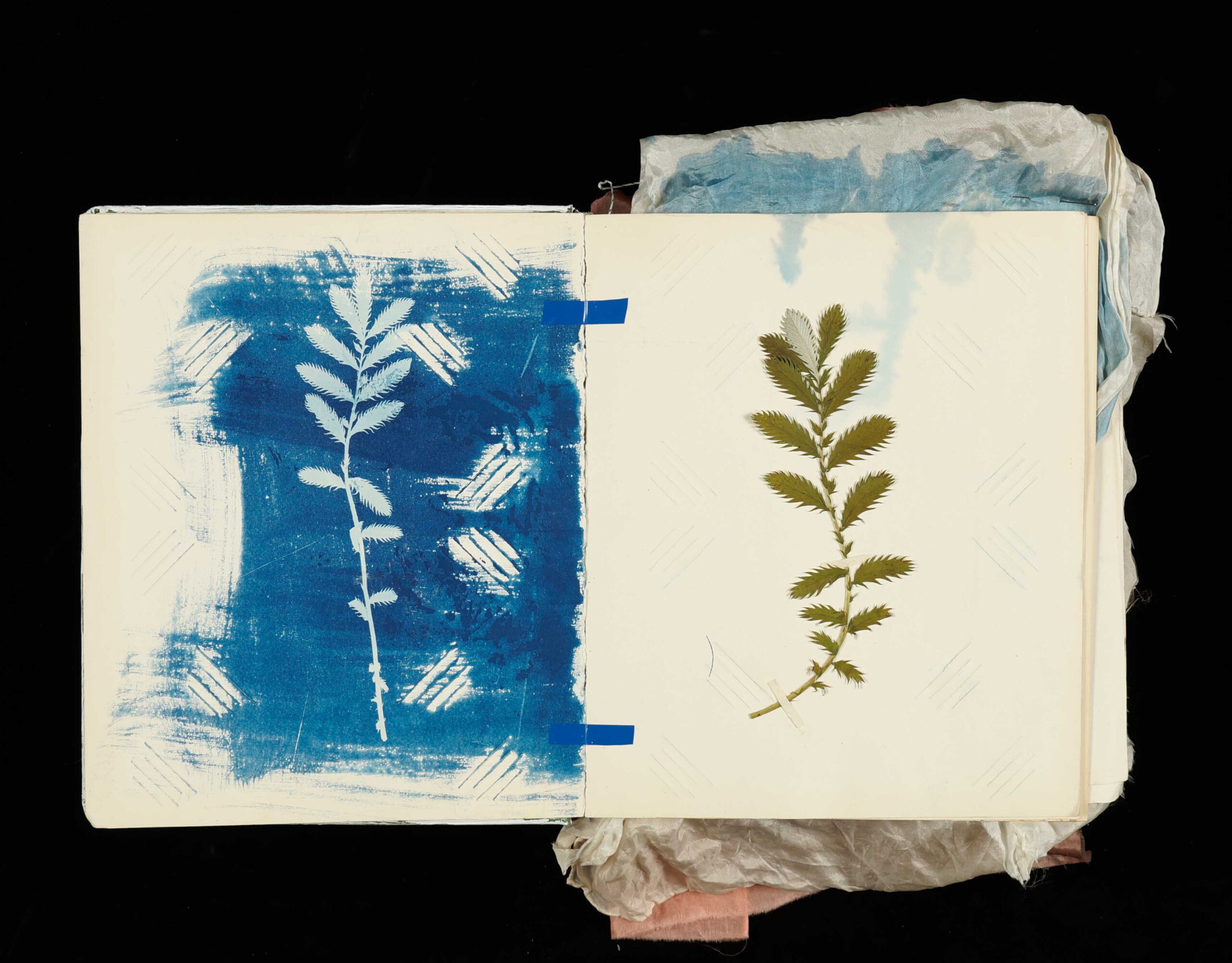 Cyanotype of a plant in a sketch book by artist Susan Buckow