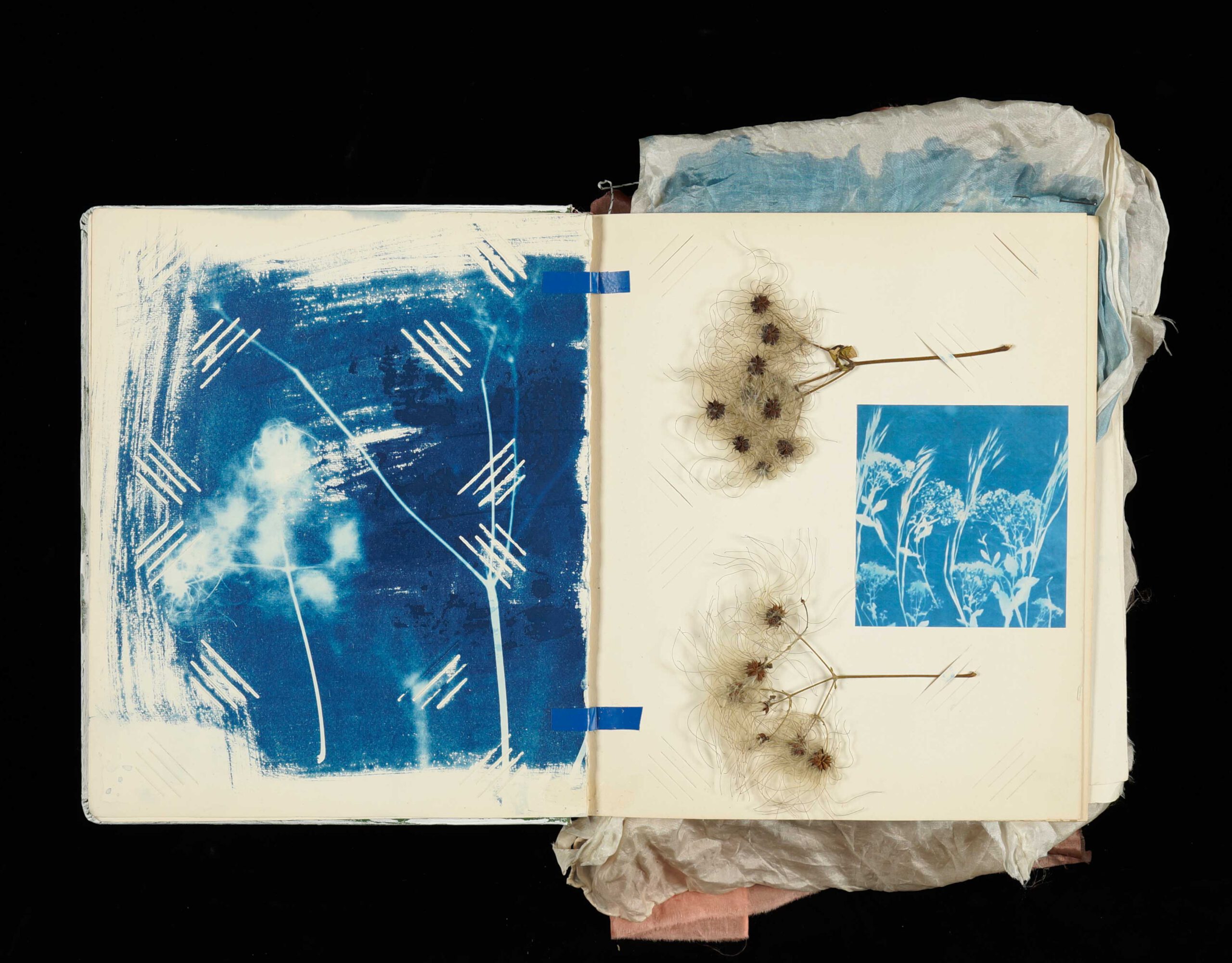 Cyanotype with dried plants in a sketch book