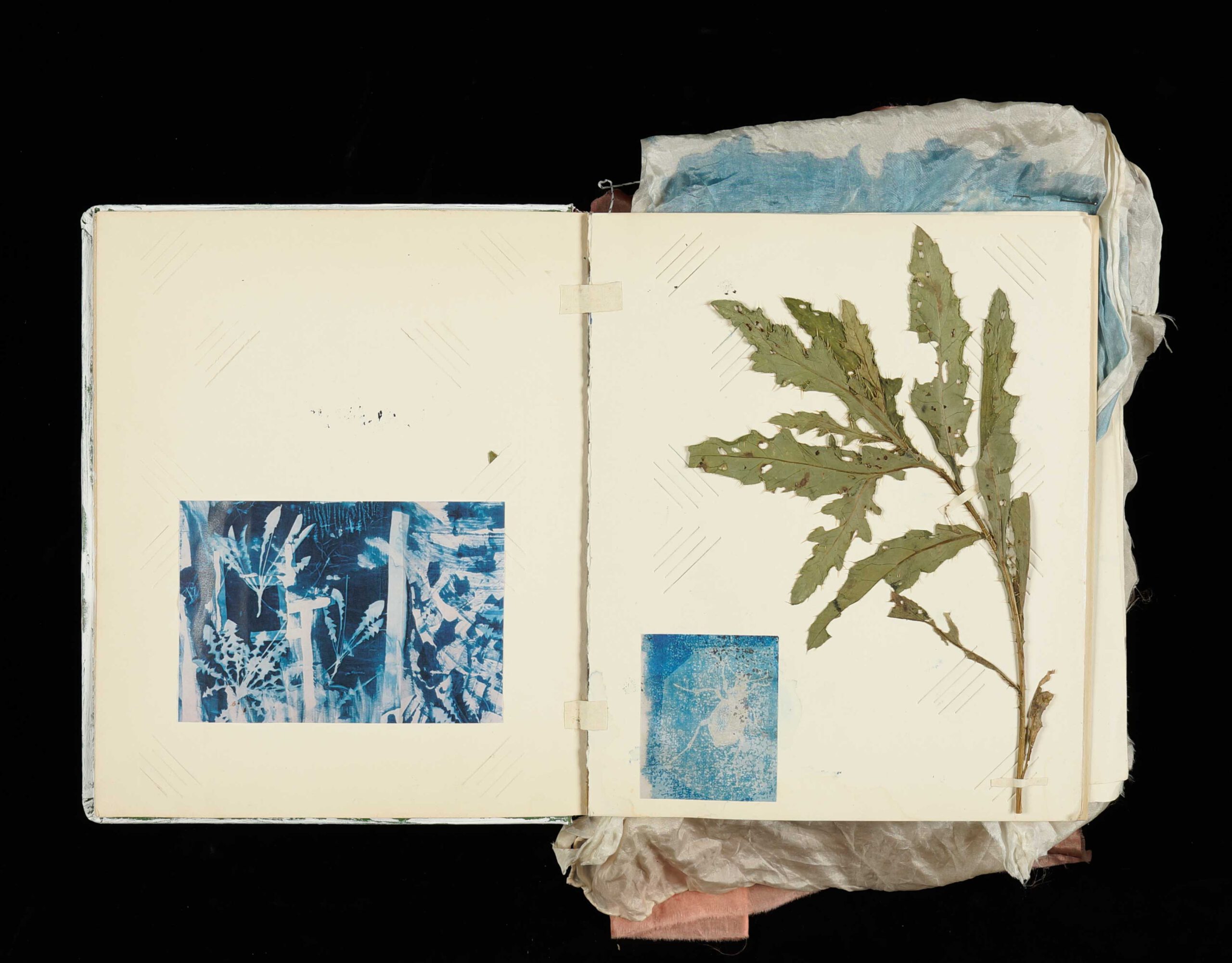 Sketch Book with Cyanotypes and dried plant.