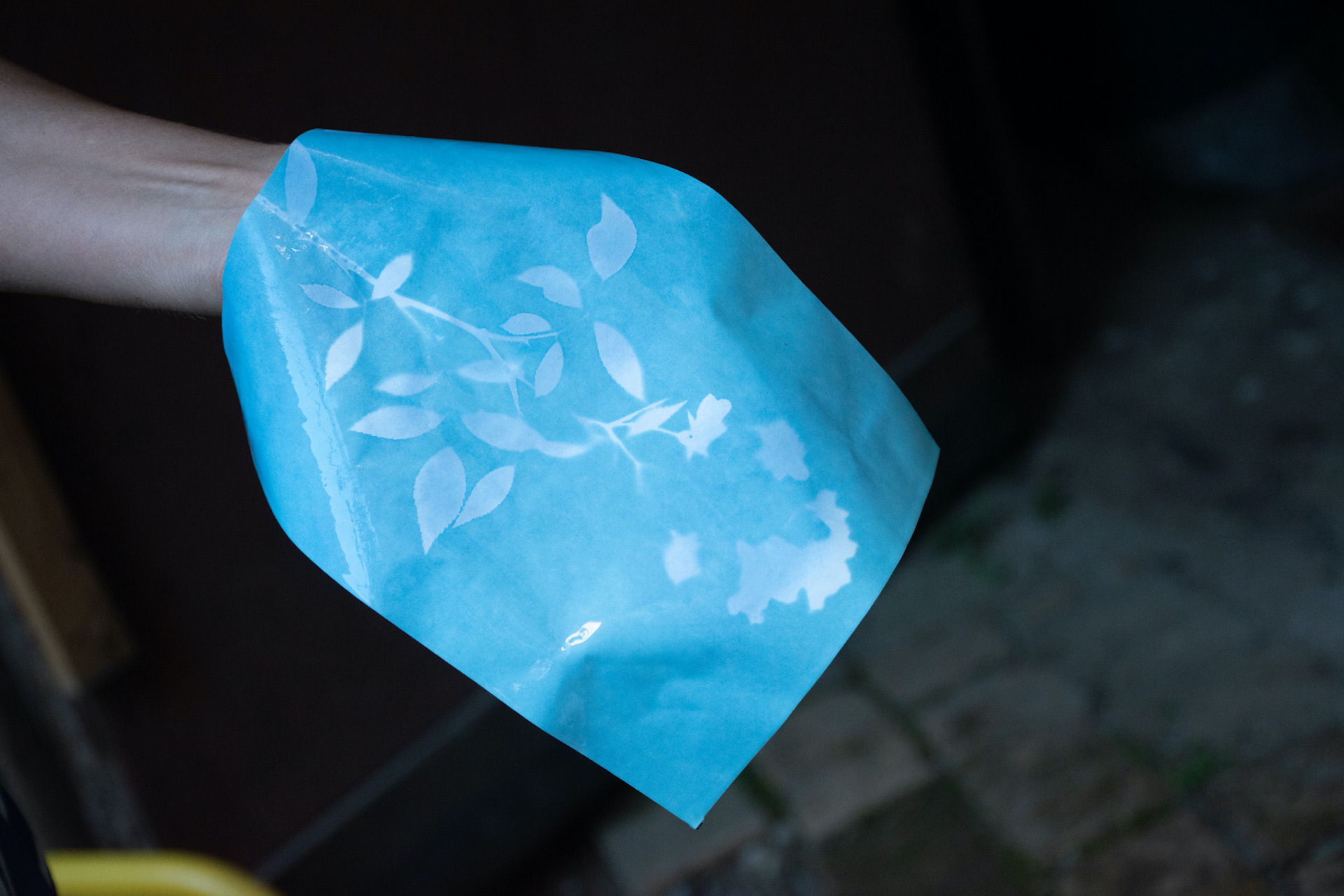 Blue Cyanotype with fresh wet delicate Flower Print