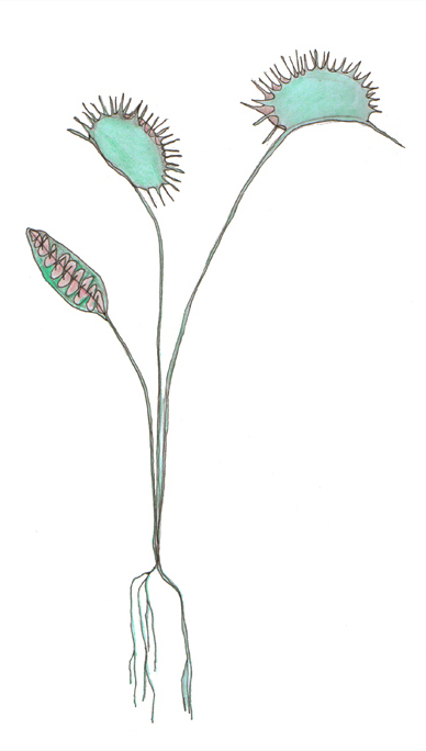 Illustration einer Venusfliegenfalle